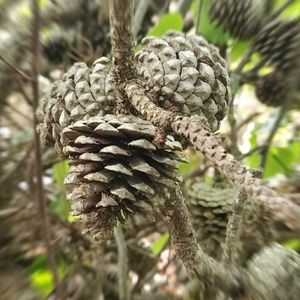 Meet your Posher, Sandy